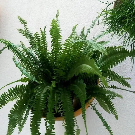 Riazor Апартаменты *