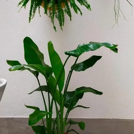 Апартаменты Riazor